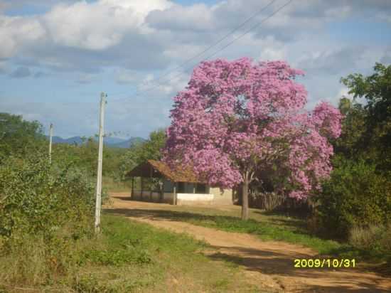 SERTO DA QUIXABA,CANIND,BY FRANCISCO, POR FRANCISCO NASCIMENTO - CANIND - CE