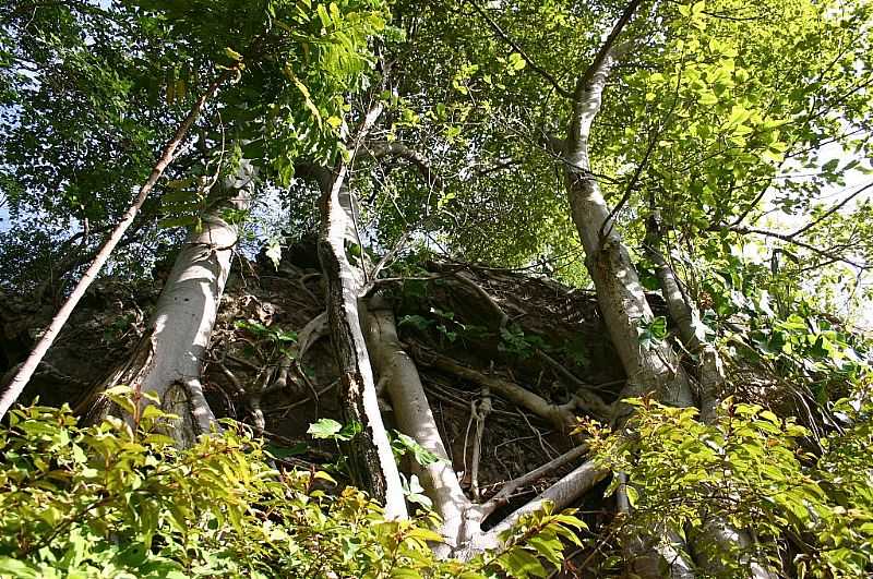 COIT-CE-ALTO DA SERRA-FOTO:DARLAN FONTENELE MAGALHES - COIT - CE