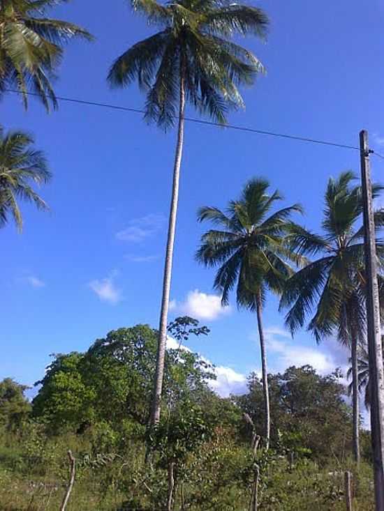 COQUEIROS EM DOURADOS-FOTO:JAIRO SILAS - DOURADOS - CE