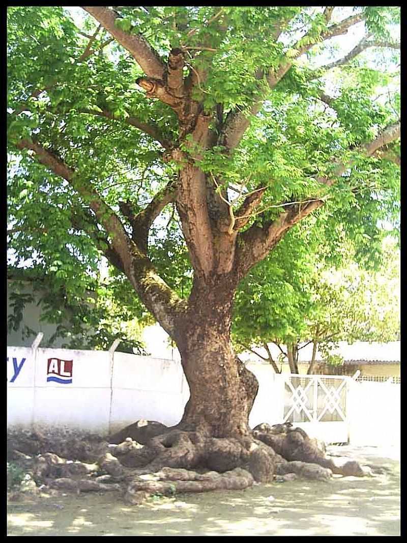 PALMEIRA DOS NDIOS-AL-RVORE CENTENRIA EM FRENTE A E.E.ESTADO DE NOVA JERSEY -FOTO:CRISTIANO SOARES - PALMEIRA DOS NDIOS - AL