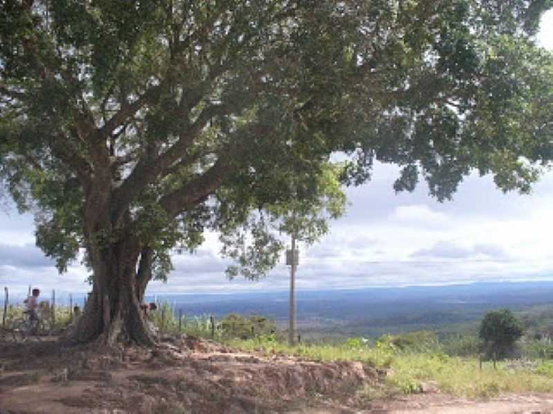 GAMELEIRA DE SO SEBASTIO-CE-GAMELEIRA; RVORA FRONDOSA QUE BATIZA O POVOADO-FOTO:CARIRICANGACO. - GAMELEIRA DE SO SEBASTIO - CE