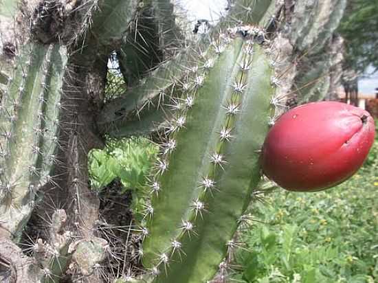 MANDACARU COM SEU FRUTO-FOTO:FRANCO MARTINS - IAPI - CE