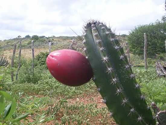 MANDACARU COM SEU FRUTO-FOTO:FRANCO MARTINS - IAPI - CE