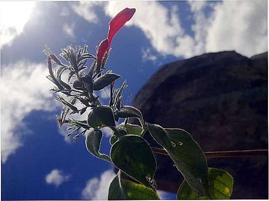NATUREZA_2, POR ICOZINHO - ICOZINHO - CE