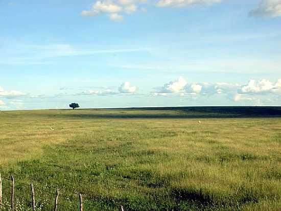 IGUATU-CE-CAMPOS DA REGIO-FOTO:CARLOS HENRIQUE ARAU - IGUATU - CE