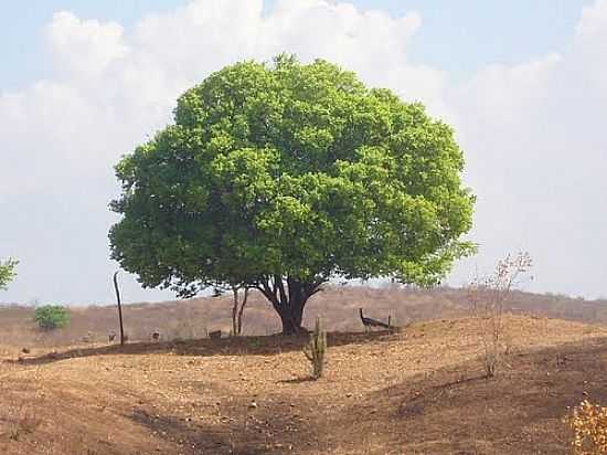 FAZENDA SANTO ANTONIO EM IPAUMIRIM-FOTO:MJDCANDIDO - IPAUMIRIM - CE