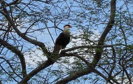 GUARDIO DA PEDRA DOS VENTOS-FOTO:HERLANIO EVANGELISTA - JUATAMA - CE