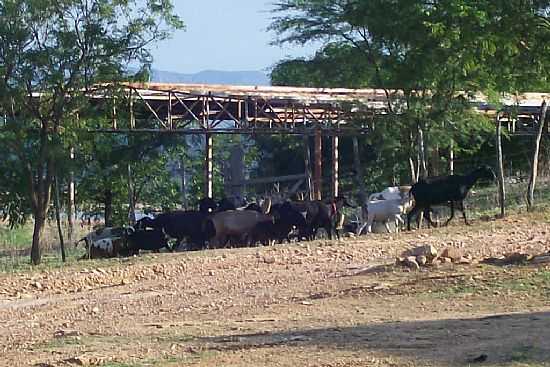 MAPU-CE-REA RURAL-FOTO:ASSIS CAVALCANTE - MAPU - CE