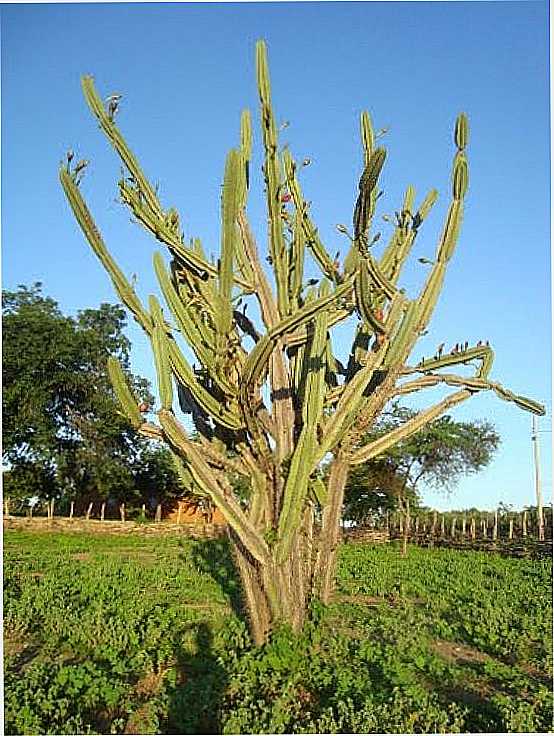 MANDACARU, CACTO TPICO DA CAATINGA-FOTO:RUBENS MOTA - MONTE SION - CE