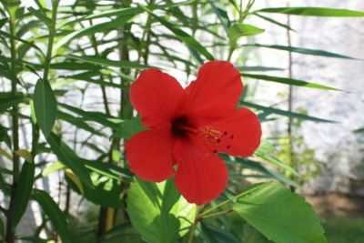 FLOR, POR PARAISO DO SOL HOTEL ESCOLA - PARAJURU - CE
