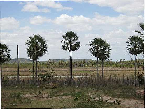 CARNAUBAIS, POR LUCILENE BRITO - QUIXER - CE