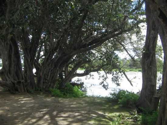 RIO DAS CRUZES BOQUEIRO - RVORE CENTENRIA, POR LUCILENE BRITO - QUIXER - CE