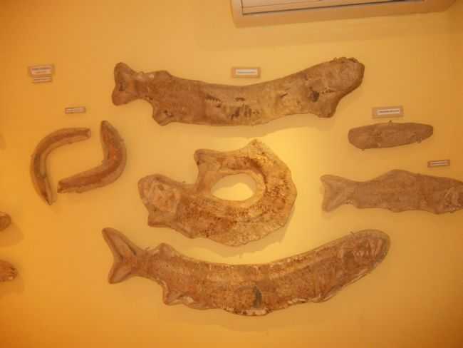 PEIXES FOSSILIZADOS, POR JOSE JURACI ALMEIDA - SANTANA DO CARIRI - CE