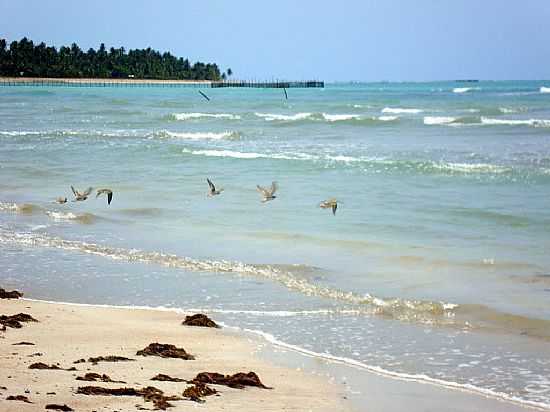 PRAIA DO MARCINEIRO EM SO MIGUEL DOS MILAGRES-FOTO:ARTHUR CIARAH - SO MIGUEL DOS MILAGRES - AL