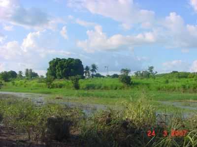 VEGETAO DO RIO BANABUI, POR PEDRO NETO - SENADOR POMPEU - CE