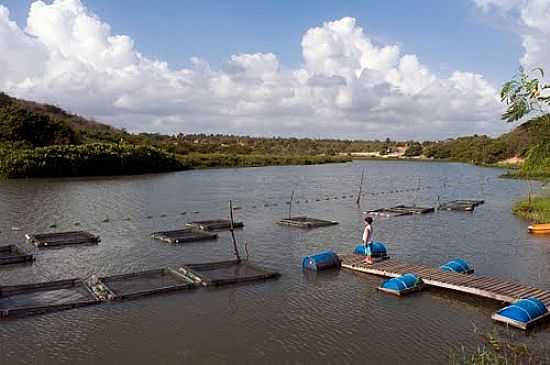 CRIATRIO DE TILPIAS EM SIUP-CE-FOTO:DARIO CASTRO ALVES - SIUP - CE