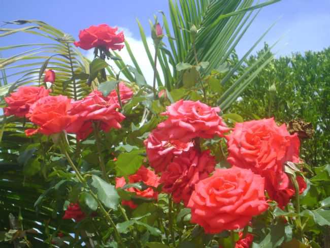 FLORES DA REGIO, POR MIRIAN PEREIRA ALVES GUIMARAES - SUSSUANHA - CE