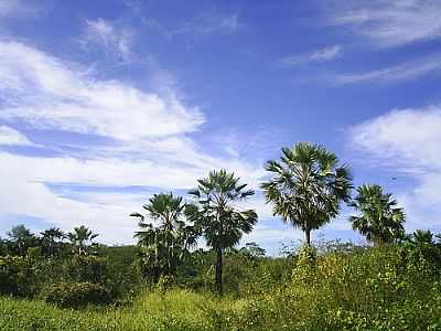 RPPN SERRA DAS ALMAS EM TUCUNS POR BEKBRA - TUCUNS - CE