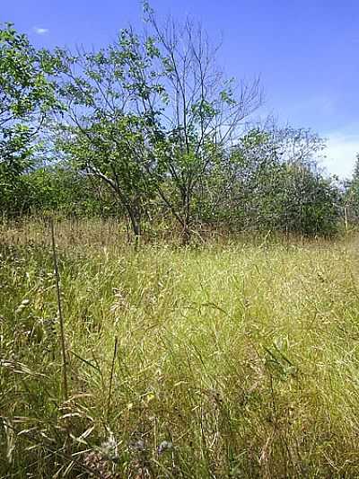 RPPN SERRA DAS ALMAS EM TUCUNS POR BEKBRA - TUCUNS - CE