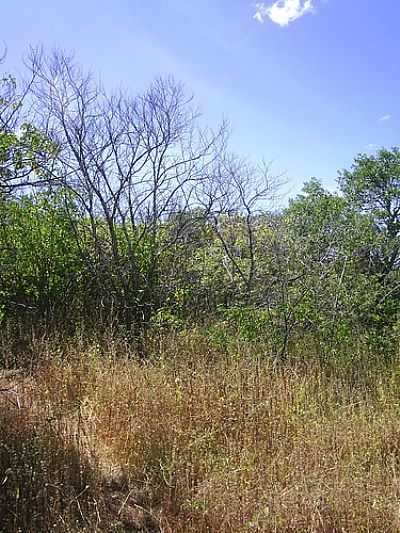 RPPN SERRA DAS ALMAS EM TUCUNS POR BEKBRA - TUCUNS - CE