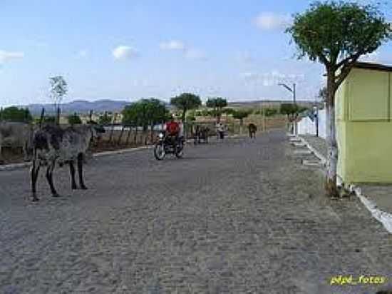 VACA EM RUA DE UMARI-FOTO:PAULOPEDRO. - UMARI - CE