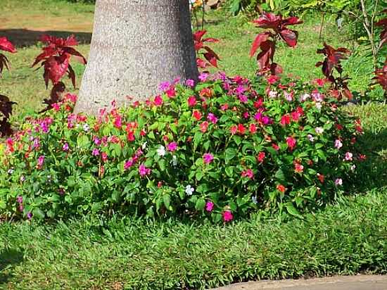 VIOSA DO CEAR-CE-FLORES NA PRAA-FOTO:GAUCHO.PANCHO - VIOSA DO CEAR - CE