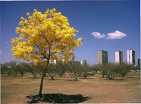 IP AMARELO E A ESPLANADA DOS MINISTRIOS EM BRASILIA-DF-FOTO:NATAL JORDO - BRASLIA - DF