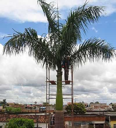 DETETIZADOR DE PALMEIRA-FOTO:GUARACI DE SOUSA VIE ...  - CEILNDIA - DF