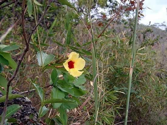 FLOR DO SERRADO EM PLANALTINA-FOTO:S. F. DA COSTA - PLANALTINA - DF