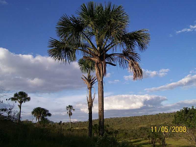 RECANTO DAS EMAS-DF-PALMEIRAS BURITI NO PARQUE ECOLGICO E VIVENCIAL - RECANTO DAS EMAS - DF