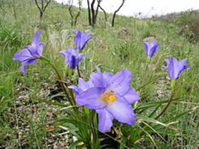 RECANTO DAS EMAS-DF-PLANTA CANELA DE EMA-FOTO:WIKIPEDIA.ORG - RECANTO DAS EMAS - DF