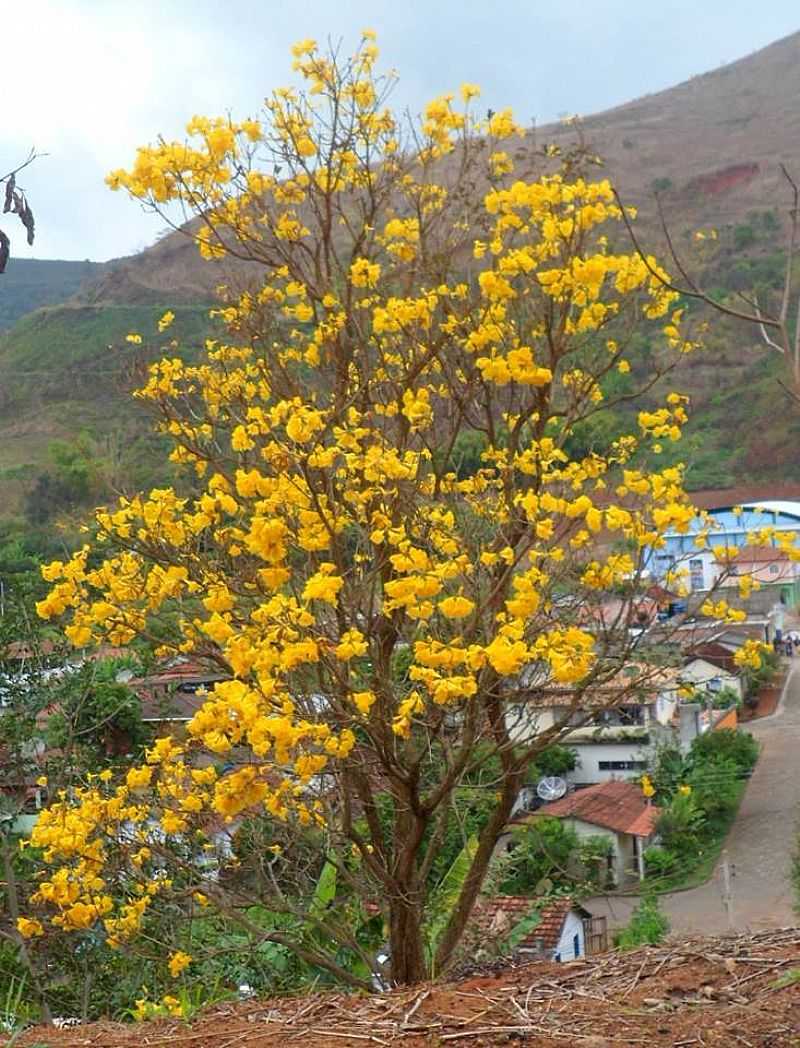 FAZENDA GUANDU - ESPRITO SANTO - FAZENDA GUANDU - ES