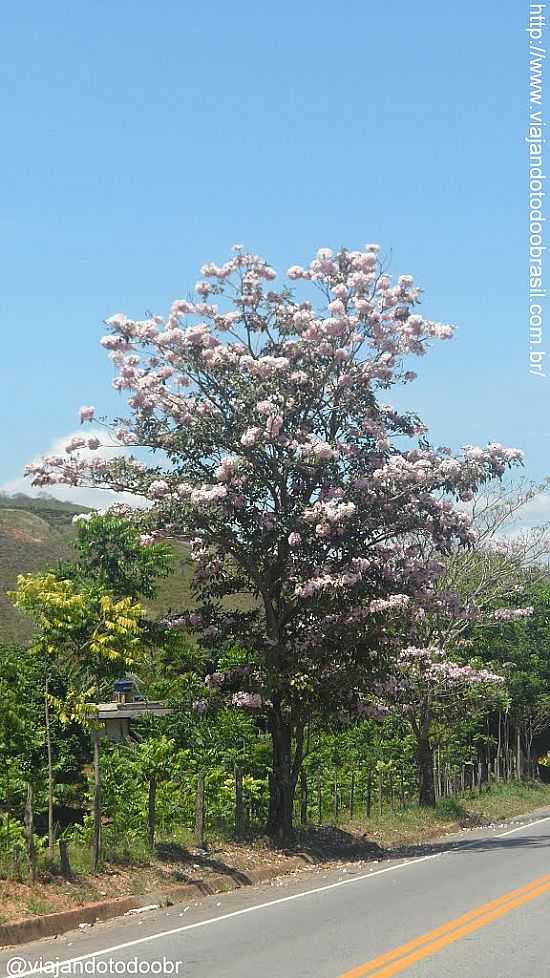 GUAU-ES-IP BRANCO NA COMUNIDADE DE SANTA CARARINA-FOTO:SERGIO FALCETTI - GUAU - ES