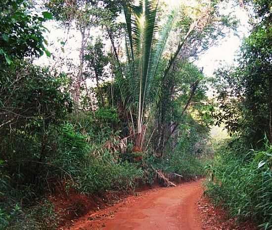 CAMINHO DA RAMPA DE VO LIVRE EM PANCAS-FOTO:ANDR BONACIN - PANCAS - ES