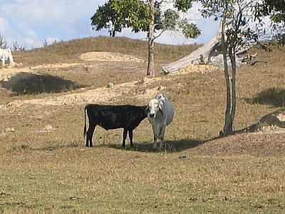 FAZENDA-FOTO:EVANDO COSTA  - PINHEIROS - ES