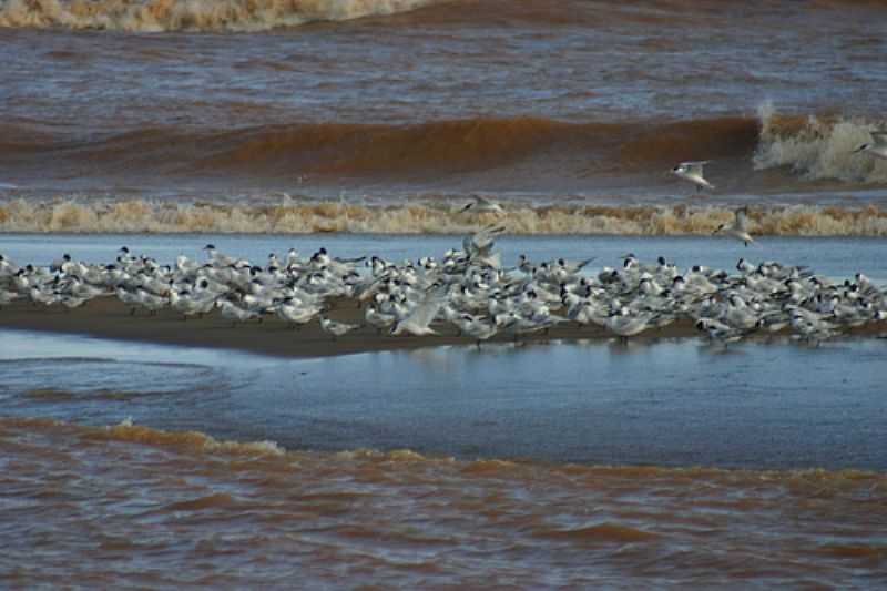 AVES NA FOZ DO RIO DOCE, REGNCIA ES - POR ALAN CEPILE  - REGNCIA - ES