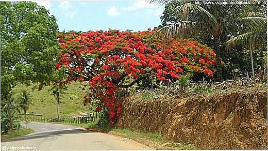 FLAMBOYANT FLORIDO NA ESTRADA DE VILA VALRIO-ES-FOTO:SERGIO FALCETTI - VILA VALRIO - ES