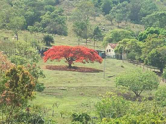 LINDO FLAMBOYANT NA REA RURAL EM ABADINIA-GO-FOTO:NETIMMM - ABADINIA - GO