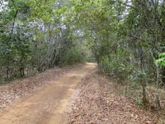 CAMINHO DE GUA LIMPA-FOTO:REGINALDOMORONTE - GUA LIMPA - GO