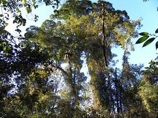 PARQUE ESTADUAL DA MATA ATLNTICA EM GUA LIMPA-FOTO:BIO MELO - GUA LIMPA - GO