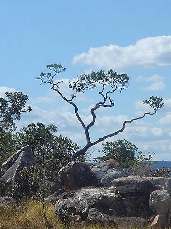 RVORE ZEN EM ALTO PARASO DE GOIS-GO-FOTO:COIMBRAFILHO - ALTO PARASO DE GOIS - GO