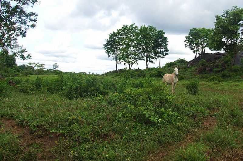 AMARALINA-GO-REA RURAL-FOTO:AROLLDO COSTA - AMARALINA - GO