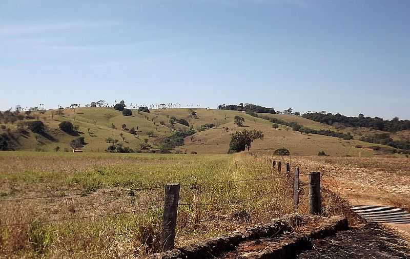 AMERICANO DO BRASIL-GO-MATA BURRO EM ESTRADA RURAL-FOTO:AROLLDO COSTA - AMERICANO DO BRASIL - GO