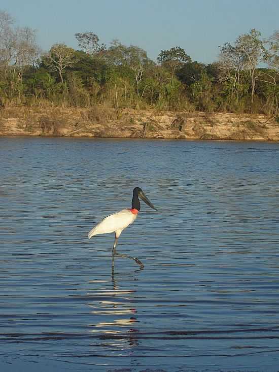 ARUAN-GO-TUIUI NO RIO ARAGUAIA-FOTO:TATIANE PASSOS - ARUAN - GO