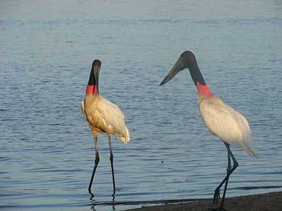 TUIUIS NA MARGEM DO RIO ARAGUAIA EM BANDEIRANTES-GO-FOTO:BLOGBANDEIRANTES-GO - BANDEIRANTES - GO