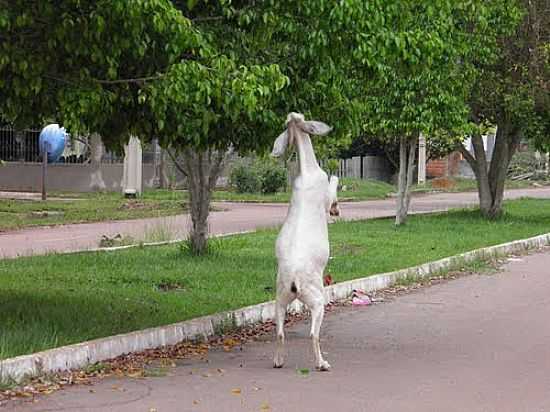 SITUAO INUSITADA,CABRA SE ALIMENTANDO, EM BOCA DO ACRE-AM-FOTO:OLINTOCRISTO - BOCA DO ACRE - AM