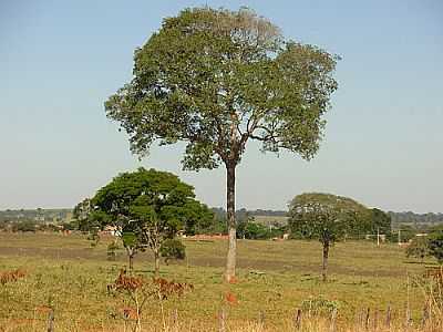 IP,CARABA E LOBEIRA-FOTO:JOS NERY GALVO  - BRAZABRANTES - GO