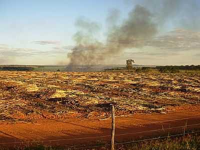 CORTE DE CANA-FOTO:JOS NERY GALVO  - BRAZABRANTES - GO