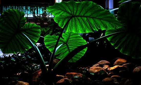 PLANTA CHAMADA TAIOBA NO JARDIM EM CALDAS NOVAS-GO-FOTO:BEATRIZ BARRETO TANE - CALDAS NOVAS - GO