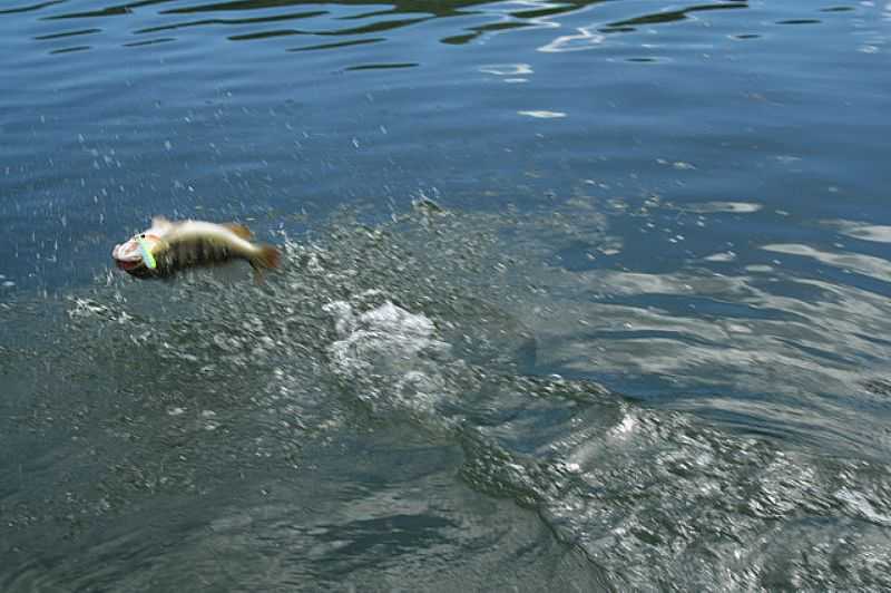 CANABRAVA-GO-PEIXE NO LAGO-FOTO:JOO PAULO - CANA BRAVA - GO